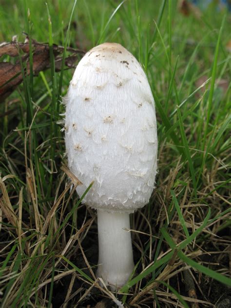 Shaggy Mane Coprinus Comatus Mushroom