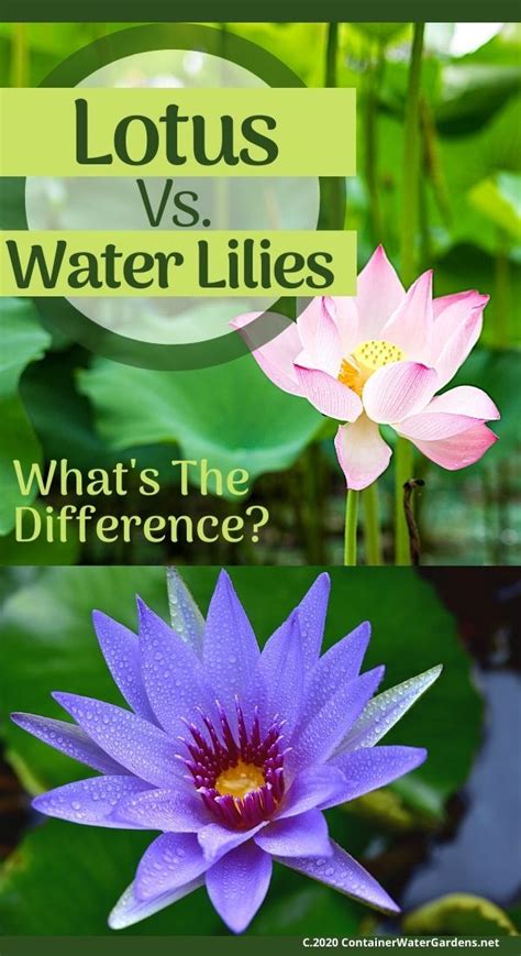 Lotus Vs Water Lilies Whats The Difference Water