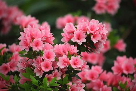 Azalea Flower Meaning And Symbolism Symbol Sage