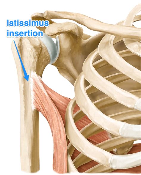 Latissimus Dorsi Muscle The Swimmers Muscle