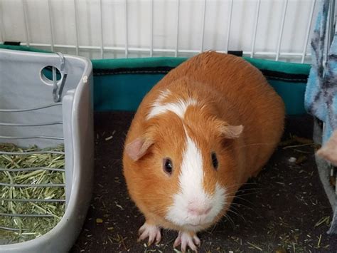 Real Guinea Pigs For Sale Petfinder