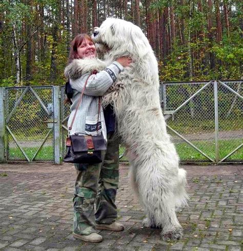 Mail2day Collection Of 25 Huge Dogs Around The World