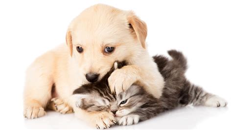 Puppies And Kittens Wallpaper Wallpapersafari