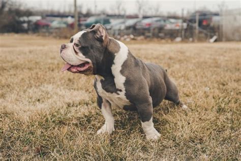 So much so, that this should be a major consideration for anyone considering the breed. Pit Bull Lifespan: How Long Do Pit Bulls Live? - Blog That Dog