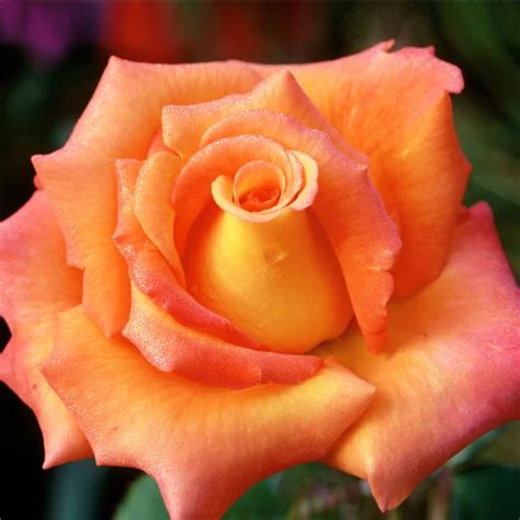 Tropicana Roses For Sale Rose Fast Growing