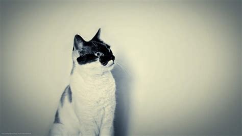 Cat Tumblr Pixelstalknet New Hipster Cat Hd Wallpaper Pxfuel