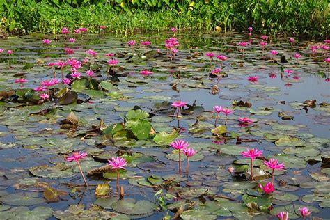 Lily Flower Red Water Lily Pond Nature Aquatic Lal Shapla Lal