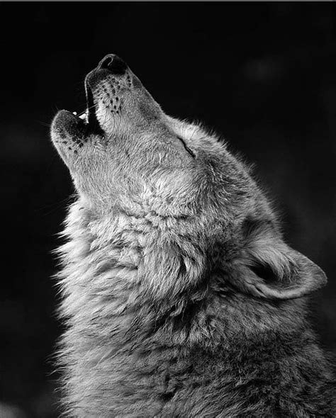 Wolf Howling Wild Aurora Wildlife Wolf Animal Hd Wallpaper Peakpx