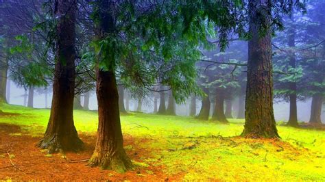 Cartoon Forest Wallpapers 4k Hd Cartoon Forest Backgrounds On