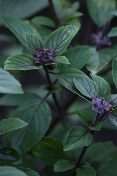 Check spelling or type a new query. Ocimum 'African Blue' | Edible flowers, Plants, Herbs