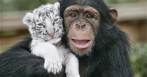Animals Friendships Amazing Video Animal Info