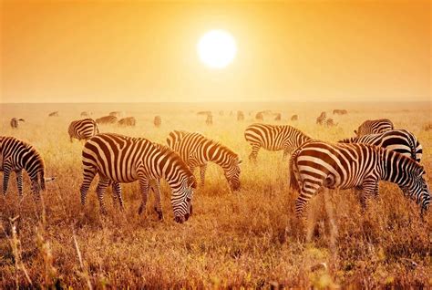 Eleven Day Kenya And Tanzania Odyssey Safari Shadows Of Africa