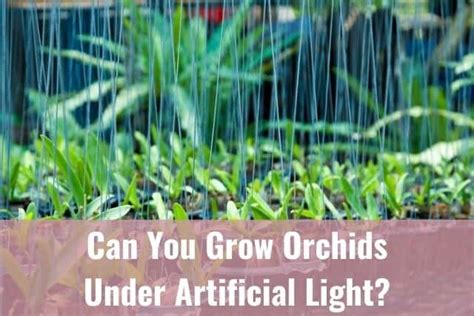 The minimal amount of color temperature for succulents begins at approximately 5,000kelvins. Can You Grow Orchids Under Artificial Light? - Everyday ...