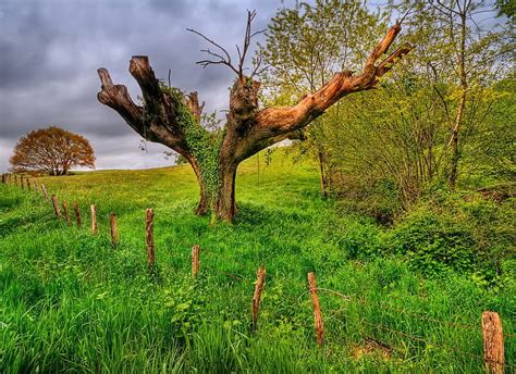 Unusual Tree Fence Green Grass Trees Branches Dark Clouds Field