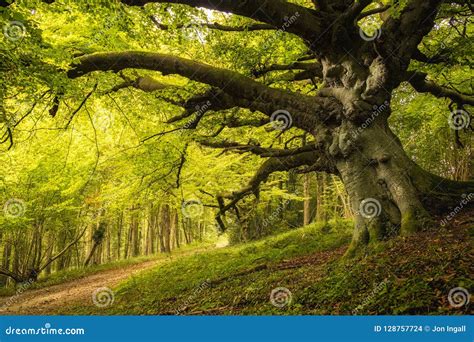 Old Beech Tree In Woodland On Goodwood Estate In England Stock Photo