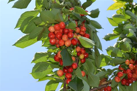 Free Images Nature Fruit Flower Summer Food Produce Evergreen Season Shrub Cherries