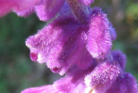 Latest threads in this forum. It's Not Work, It's Gardening!: Fuzzy! Fuzzy! Purple! Purple!