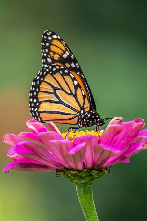 Pin On Butterflies