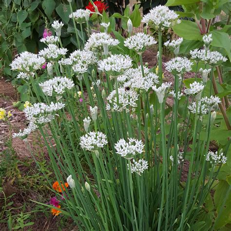 An Important Ingredient In Asian Cuisines Garlic Chives Are Grown