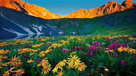 Wildflowers Colorado Alpine Flowers Rocky Mountains Nature Kde Store