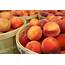 Georgia Peach Industry Expert Optimistic About Crop Market Outlook 