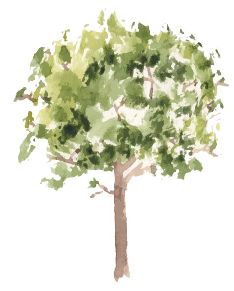 Hand Drawn Tree Watercolor Illustration 11027786 Png