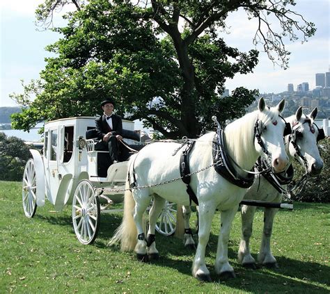 Wedding Horse And Carriage Open Or Closed Carriage Australia In Style