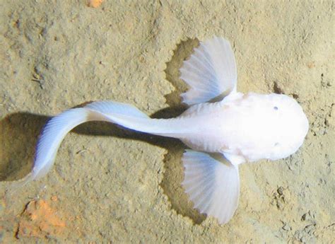 Bí ẩn của loài cá sống ở độ sâu gần 8 000 m dưới đáy đại dương Tạp