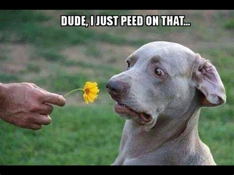 Look At That Face Funny Animal Memes Funny Animal Jokes Funny Dog