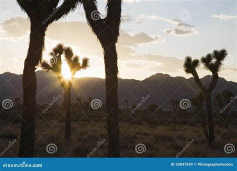 Silouette Of Joshua Trees In Desert At Sunset Stock Image Image Of