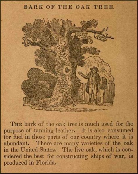 The mighty oak tree has, throughout centuries, been subject to many stories and songs. Inspirational Quotes Oak Tree. QuotesGram