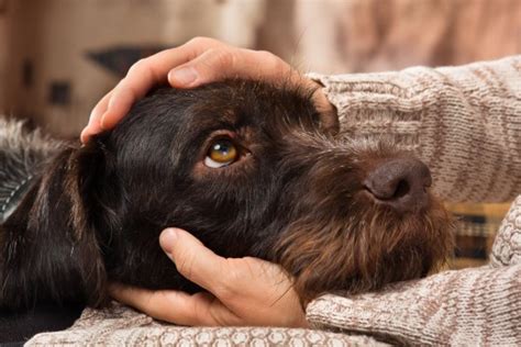 Stroking A Cat Or A Dog For 10 Minutes Can Reduce Stress Study Finds
