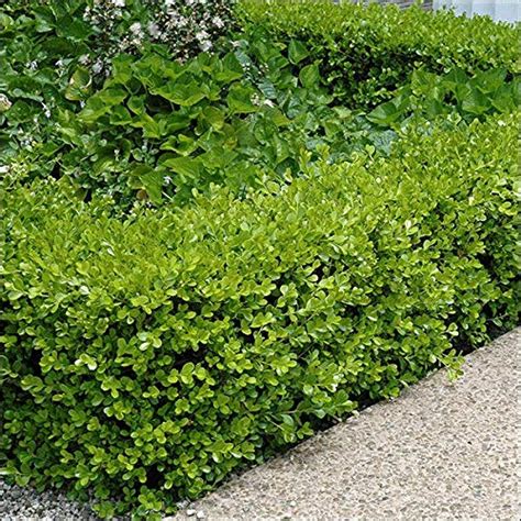 Japanese Boxwood 3 Live 4 Inch Pots Buxus Microphylla Formal