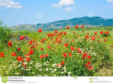 Beautiful Summer Mountain Landscape With Flowers Royalty