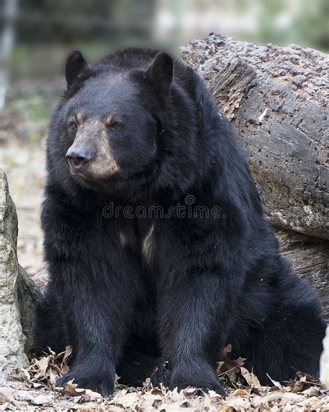 491 Black Bear Sitting Up Stock Photos Free And Royalty Free Stock