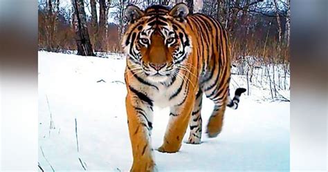 VIDEO Tigre siberiano en peligro de extinción es captado por primera