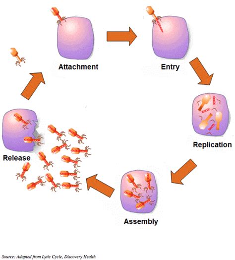 Virus: Reproduction | Texas Gateway