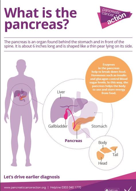 What Is The Pancreas Poster Pancreatic Cancer Action Pancreas