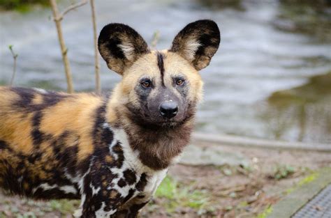 African Wild Dogs Cant Take The Heat Face Extinction From Climate