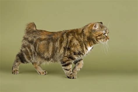 Manx Cats Breed Facts Information And Advice Pets4homes