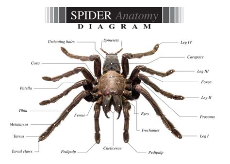 A Comprehensive Guide To Spider Anatomy Behavior And Identification