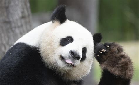 Watch Giant Pandas Are Terrible At Mating Video Realclearscience