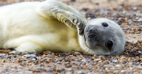Animal Pictures Of The Week Its Seal Pup Season The Cutest Of All