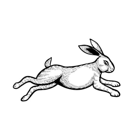 Premium Vector Rabbit Jumping Sketch Engraving Hand Drawn Vector