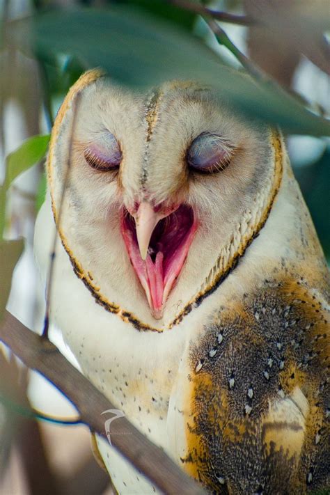 Yawning Barn Owl Birds Cute Owl Owl Owl Pictures