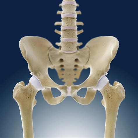 Hip Anatomy Photograph By Springer Medizin Science Photo Library