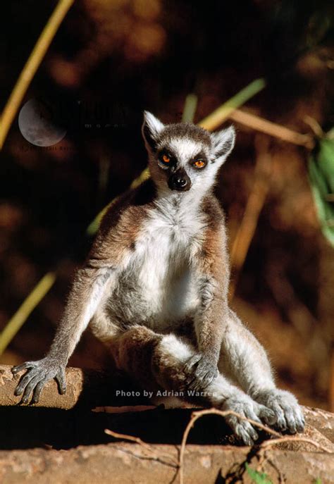 Ring Tailed Lemur Lemur Catta Resting On Ground Berenty Madagascar