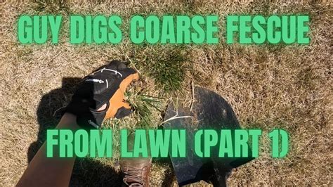 Coarse Tall Fescue Clump Removal How To Remove In Your Lawn By