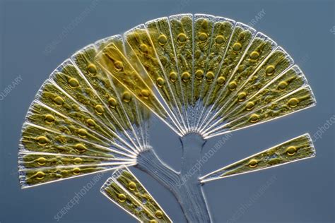 Licmophora Diatoms Light Micrograph Stock Image C0387549