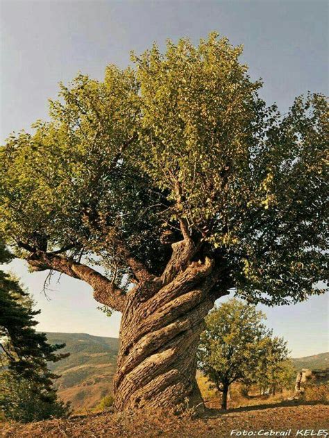 An Amazing Tree With A Spiral Stem Nature Tree